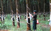 ไทยส่งเสริมความร่วมมือกับเวียดนามในการส่งออกยางพารา