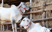 Ta Ngao cow market in An Giang province