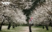 花の彩りが冬を呼ぶ、モクチャウ高原