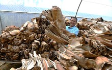 Sản xuất bát đĩa từ mo cau ở Quảng Ngãi