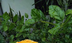 Keto salted egg sponge cake