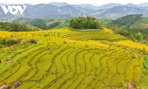 国境の里に響く収穫の喜び　クアンニン省の「新米祭り」