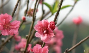 春にちなんだピアノ演奏