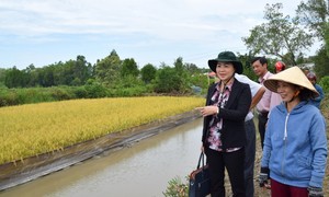 Musim Semi Tiba di Pesawahan Padi dan Udang