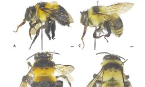 베트남 서식 물고기‧벌, 2025년 ‘신종 생물 70종’ 목록에 이름 올려