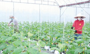 Успехи зелёного и циркуляного сельского хозяйства в Хынгйене