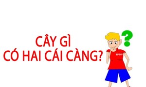 Đố vui: Cây gì có hai cái càng?