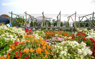 Festival de las Flores de Me Linh 2024 resalta con colores brillantes del pueblo floricultor