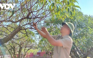 El Tet vuelve a “florecer” en los campos de melocotoneros de Cam Gia 