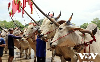 Festival de carrera de bueyes, una belleza en la vida espiritual de los jemeres