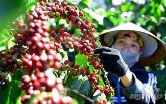 El café vietnamita alcanza nuevo récord de exportación