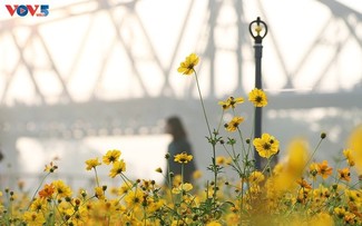 Miles de flores florecen bajo el emblemático puente Long Bien