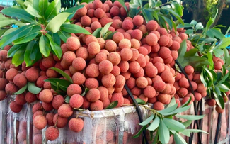 Vietnam, segundo mayor productor mundial de lichi