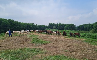 Caballeriza de Ba Van: remanso en medio de las praderas