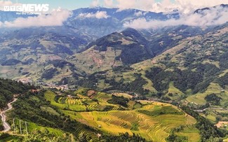 Temporada de arroz maduro en la aldea de Hang Dang De, en Lao Cai