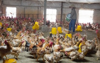 Éxito del modelo de producción agrícola verde y circular en Hung Yen