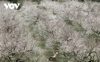 Los colores florales anuncian el invierno en la meseta de Moc Chau