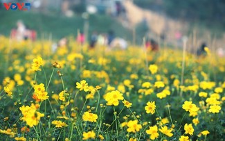 Ein wunderschöner Blumenteppich am Fuße der historischen Long-Bien-Brücke