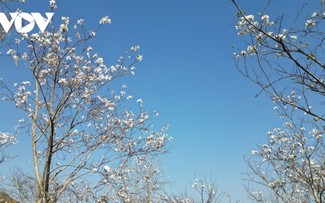 Quand les fleurs de bauhinie illuminent les montagnes de Son La
