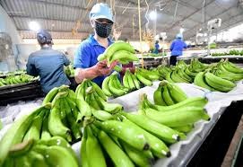 Perkenalkan Wilayah Penanaman Pisang di  Vietnam