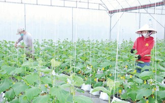 Kesuksesan dalam Pola Produksi Pertanian Hijau dan Sirkular di Provinsi Hung Yen