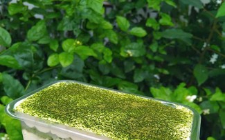 A fresh take on dessert: Keto-friendly matcha tiramisu