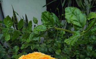 Keto salted egg sponge cake