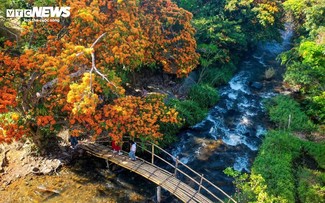 Die Blütezeit der wilden Kandelbäume in Gia Lai