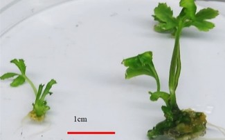 베트남 과학자, ‘응옥린삼 배수체’ 성공적으로 연구