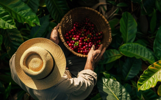닥락 – 대자연 속 커피의 향기