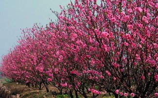 戊戌春节盆栽桃树、金桔、柚子价格上涨