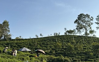 将数字技术引入茶园