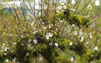 Apricot tree attracts customers despite high prices