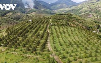 Khanh Hoa mise sur l’agriculture biologique pour un avenir durable