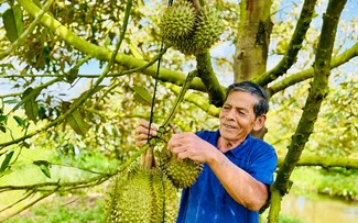 Hâu Giang: l'incroyable réussite d’un paysan grâce au durian