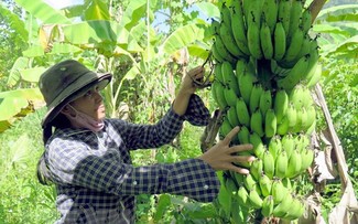 La banane vietnamienne: d’une culture traditionnelle à une filière d’exportation stratégique