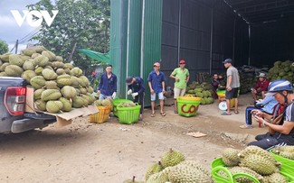 カインホア省山間部における有機農業