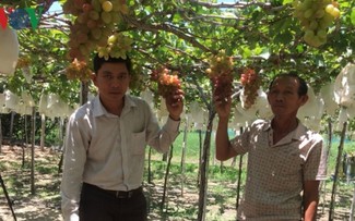 Festival Buah Anggur dan Minuman Anggur Ninh Thuan 2019 menarik para  wisatawan”