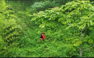 Traditional herbal medicines of Red Dao