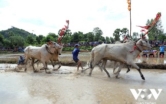 Ox racing festival, a community sport of Khmer people