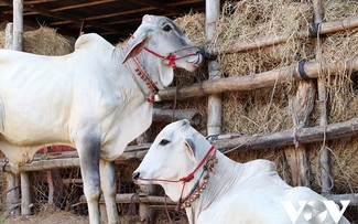 Ta Ngao cow market in An Giang province