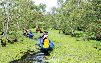 Exploring U Minh Ha cajuput forest by wooden sampan
