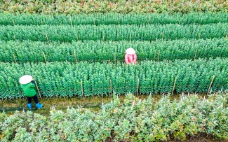 Preparations underway at Tay Tuu flower village ahead of Tet