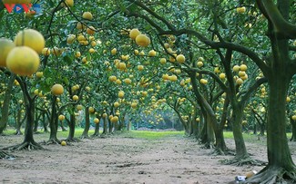 Phuc Dien pomelo garden as a dreamy location to check-in as Tet approaches