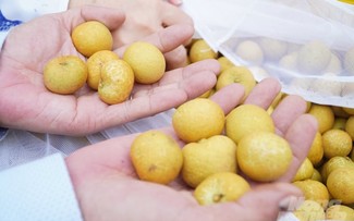 Mekong Delta seeks fruit branding for export