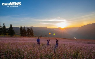 Ha Giang grassland beautiful in buckwheat flower season