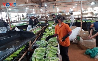 Gia Lai province applies high-tech to banana exports