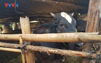 Disadvantaged people given breeding cows to improve livelihood in Gia Lai 