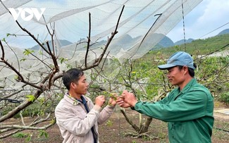 Son La targets agricultural breakthroughs to drive growth 