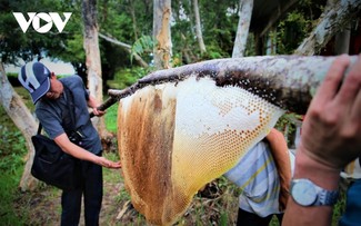 Chasing sun and wind: trellis beekeeping in U Minh Ha